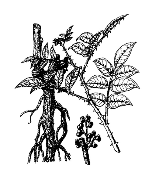 Natural compounds from  Zanthoxylum nitidum